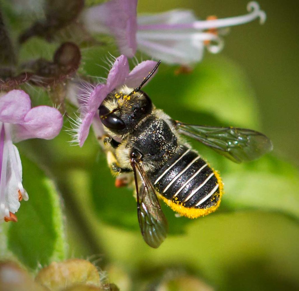 African Carder bee
