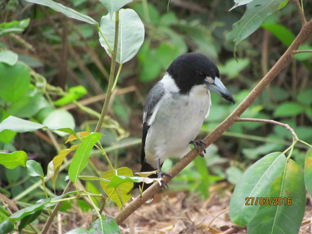 An image of a Grey Butcherbird