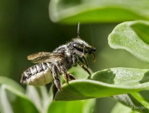 Leafcutter bee