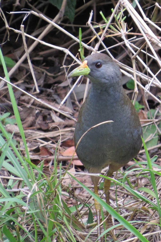 An image of a Bush-hen