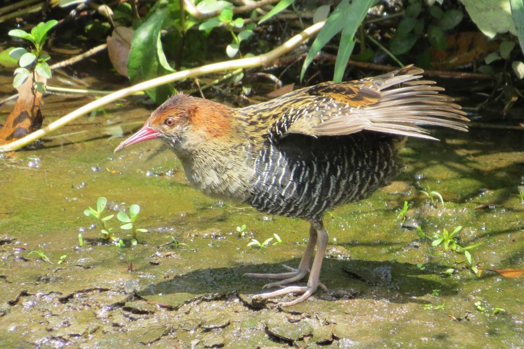 An image of a Lewin's Rail