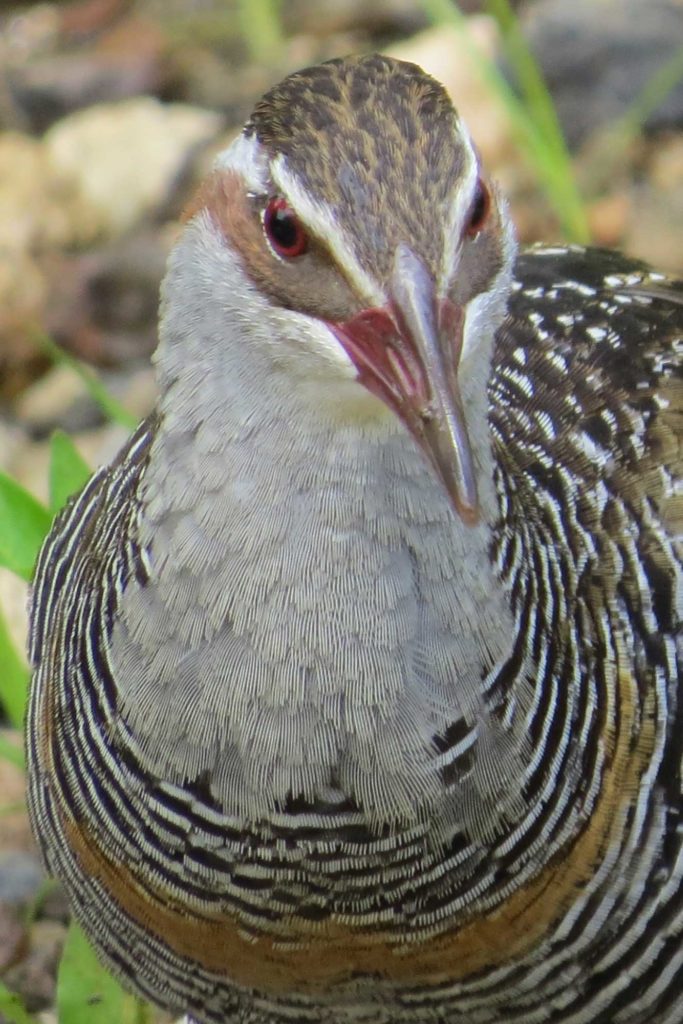 An image of a Buff-banded Rail