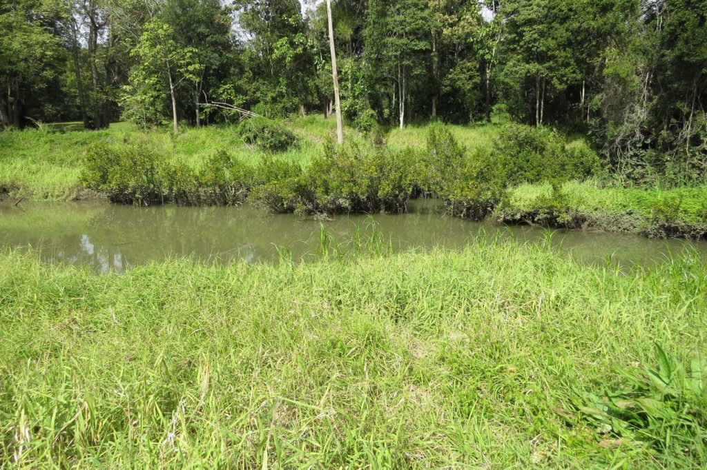 An image of a weedy creekside