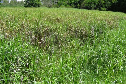Invisible but Valuable: Secretive rails in our waterways