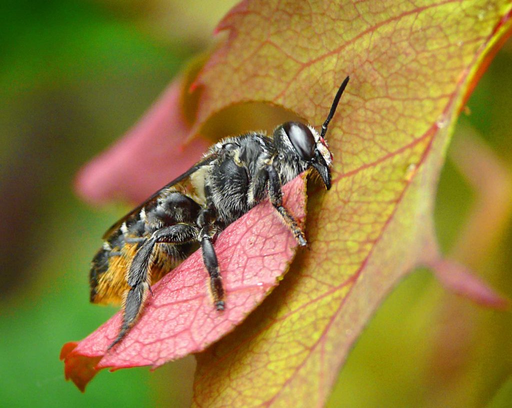 Leafcutter bee