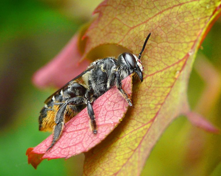 Leafcutter Bees: The mystery behind circular holes in leaves - Land for ...