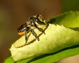 Leafcutter Bee