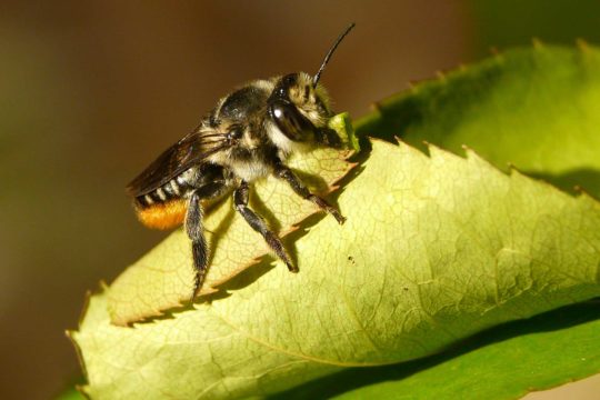 Leafcutter Bees: The mystery behind circular holes in leaves