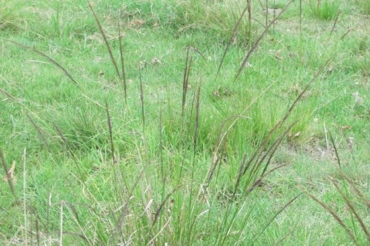 Parramatta Grass: A new control method