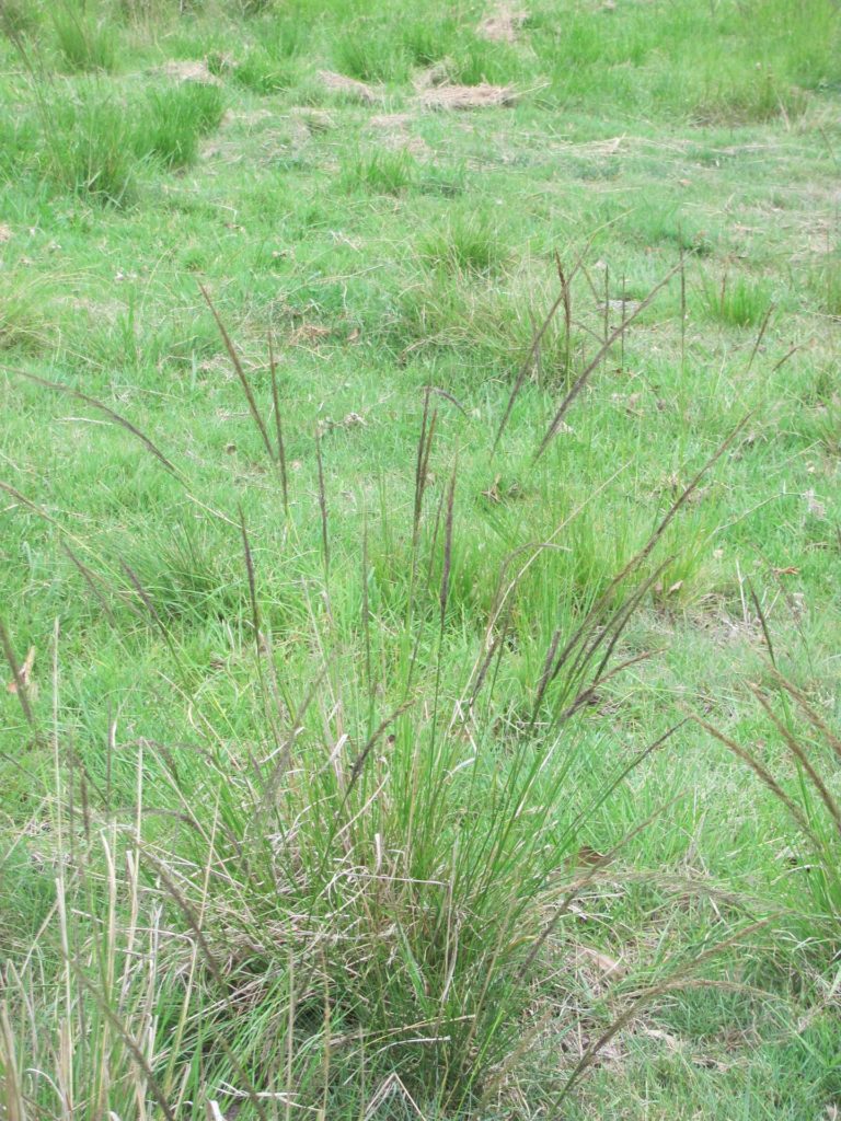 An image of GRT grass