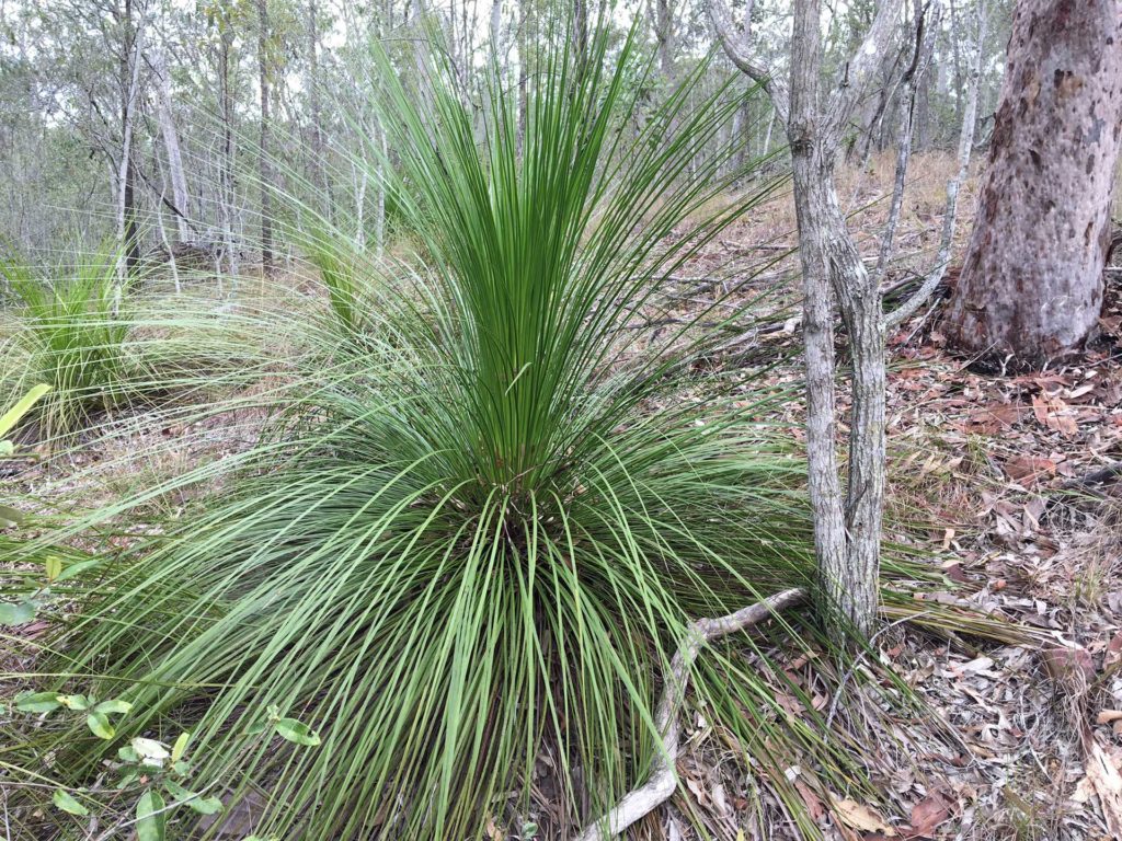 Xanthorrhoea latifolia