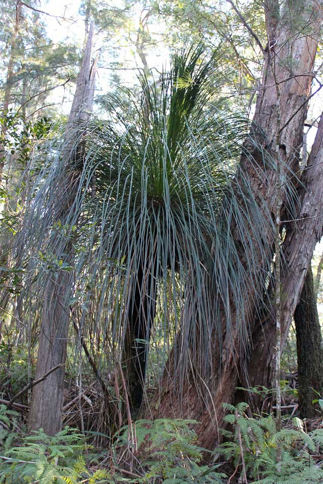 Xanthorrhoea latifolia subsp. maxima