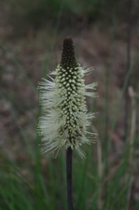 Bottle Brush Grass Tree (Xanthorrhoea macronema)