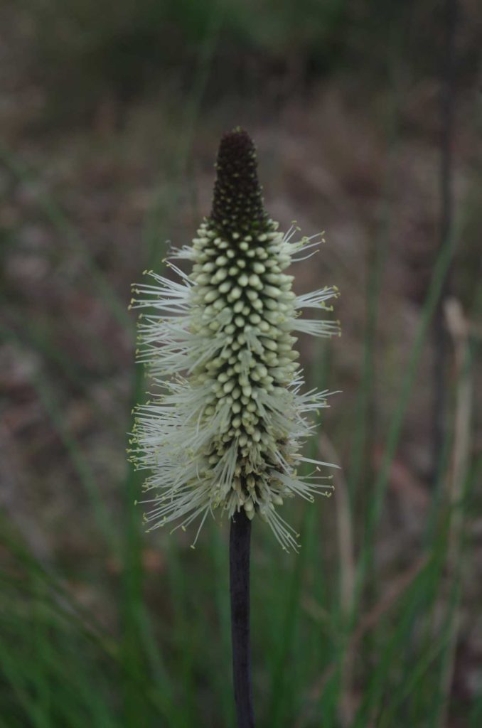 Bottle Brush Grass Tree (Xanthorrhoea macronema) 