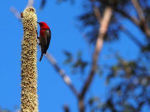 Scarlet Honeyeater