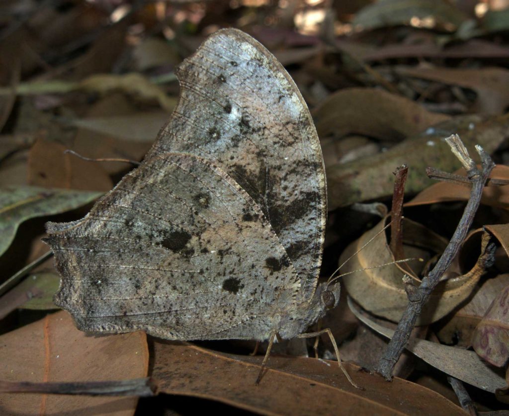 An image of Evening Brown Dry by Todd Burrows