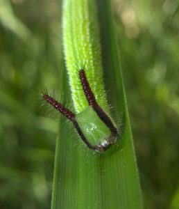 An image of Evening Brown (Larvae) by Todd Burrows