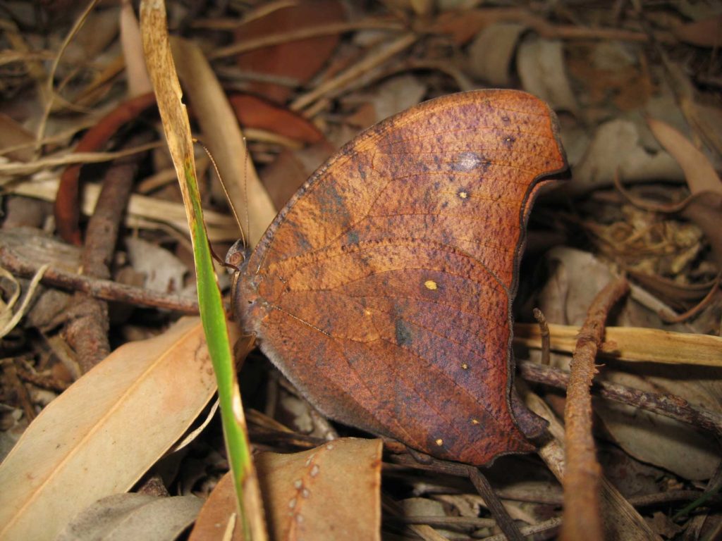 An image of Evening Brown by Todd Burrows