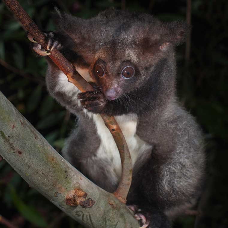 An image of a Greater Glider