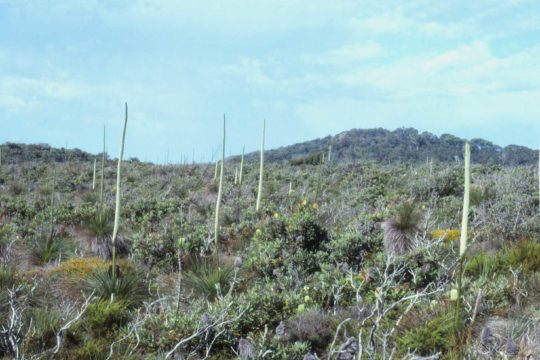 Grass Trees – Monocots of Distinction