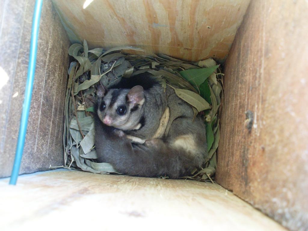 DIY Nest Boxes - Land for Wildlife