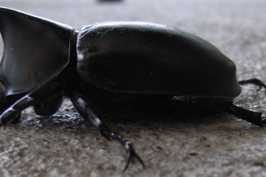 Common Rhinoceros Beetle