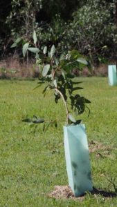 Tree planted by Victor and Michele