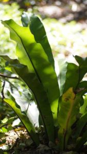 Bales Understorey Plant