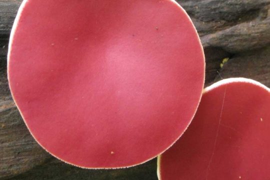 Fungi Profile: Amazing Endophytes