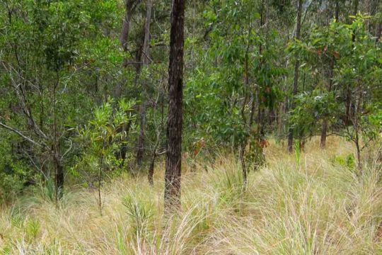 The Eastern Bristlebird: Queensland’s Rarest Bird