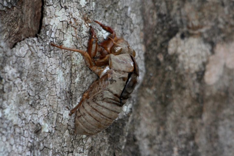 Cicadas of SEQ The Song of Summer Land for Wildlife