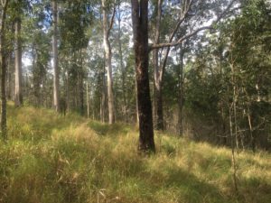 understorey-header-image