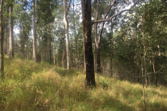 Using Fire to Encourage a Biodiverse Grassy Understorey