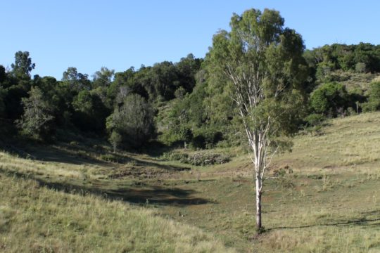 Semi-Evergreen Vine Thicket with Bottle Trees on Sedimentary Rocks