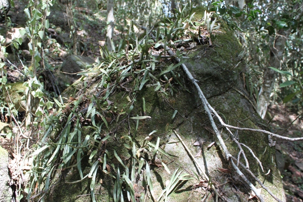 Rock Felt Fern Pyrossia rupestris