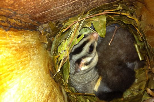 Bees in Nest Boxes – a sticky problem