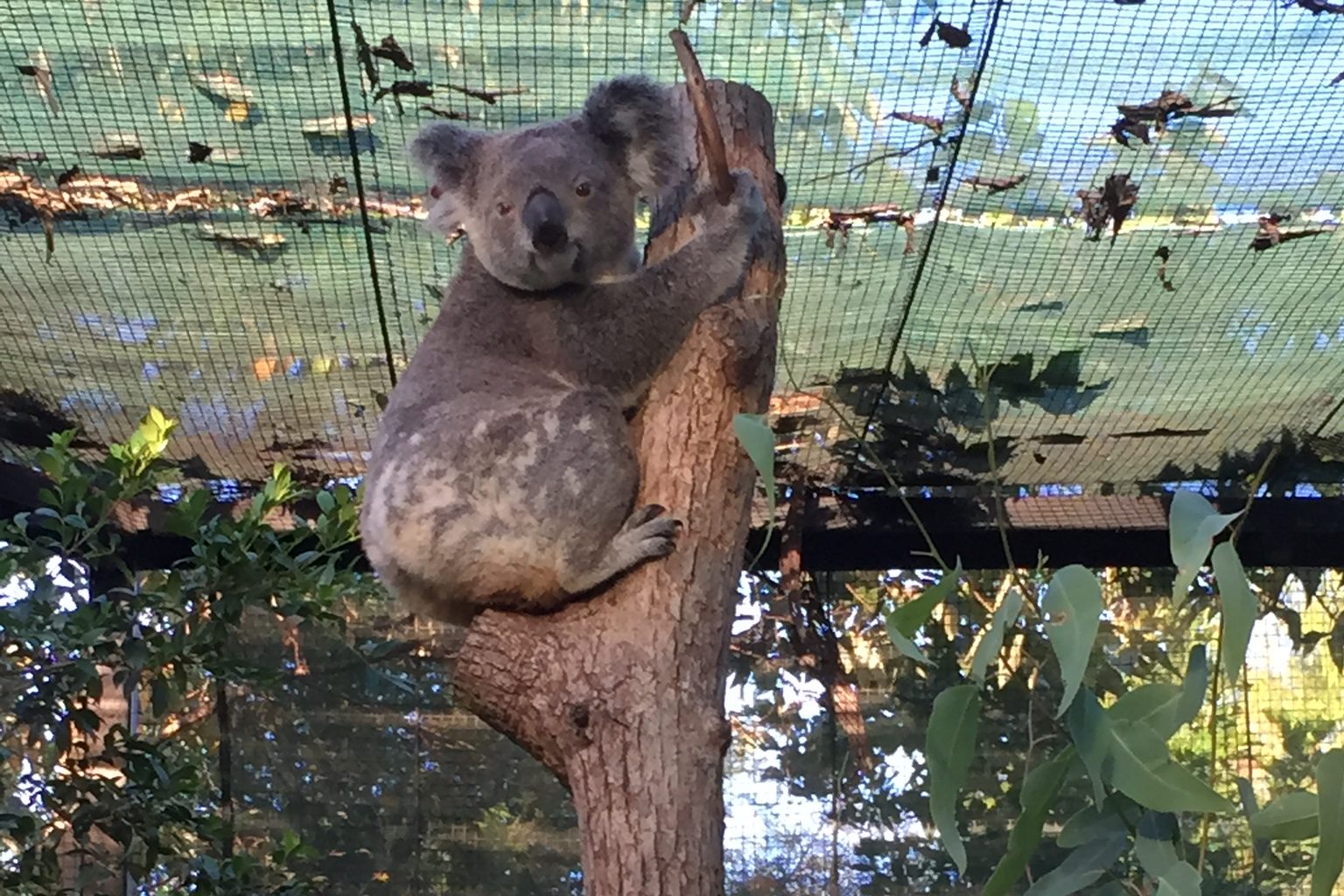 Australia Zoo Wildlife Hospital Tour Australia Zoo Wildlife Hospital Tour