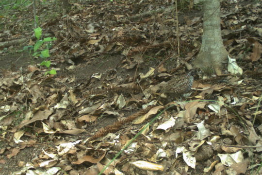 Creating habitat for Black-breasted Button-quails