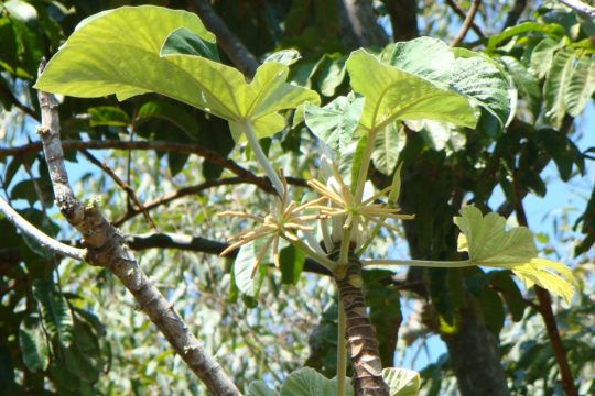 Weed profile – Mexican Bean Tree