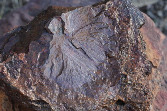 Fossils of SEQ