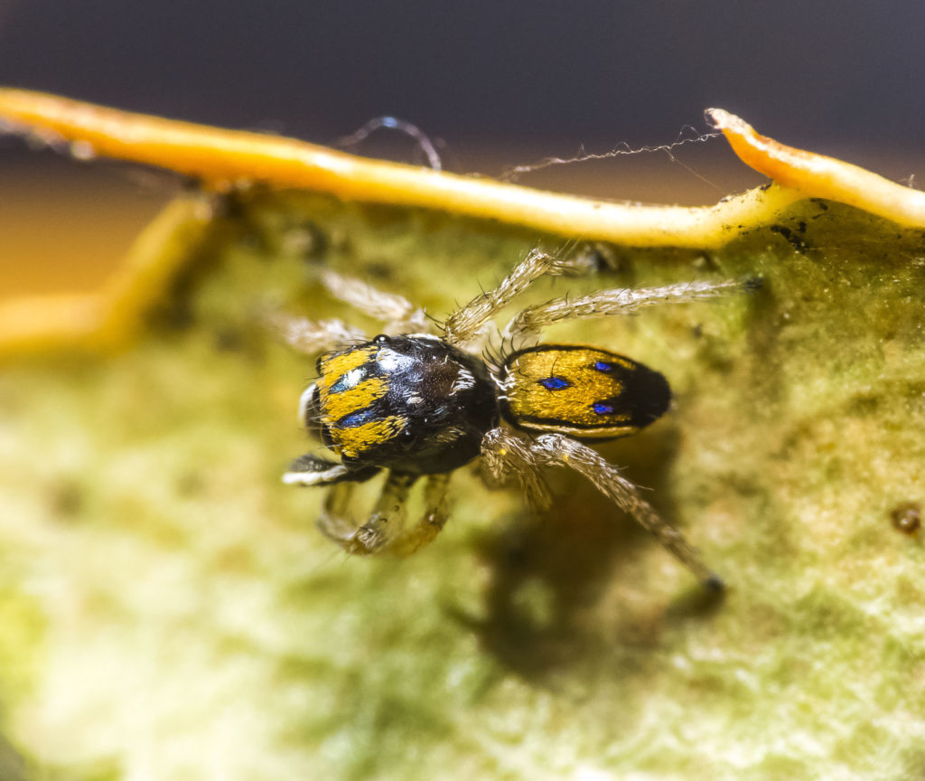 Jumping Spiders