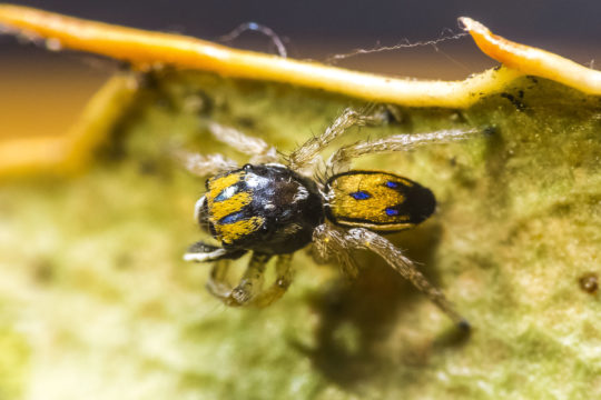 Jumping Spiders