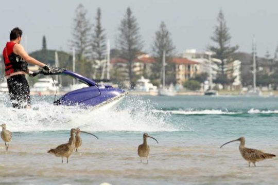 Migratory Shorebirds