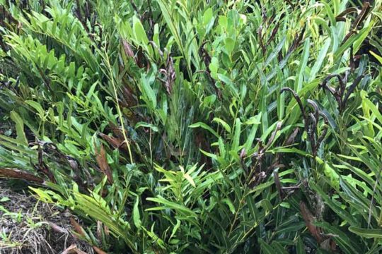 Mangrove Fern