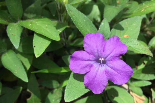 Weedy Ruellias