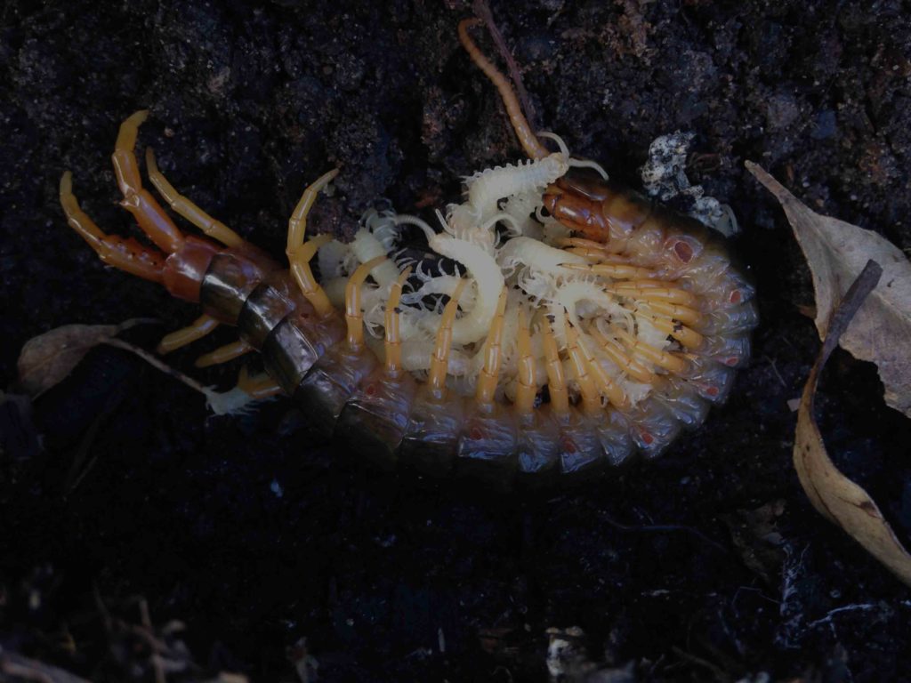 Maligned myriapods are good mums Land for Wildlife