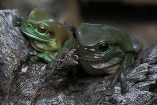 Creating Frog Friendly Habitats