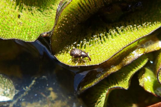 Salvinia: Winning the war, one boom at a time