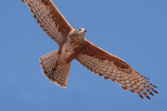 Australian Birds of Prey in Flight