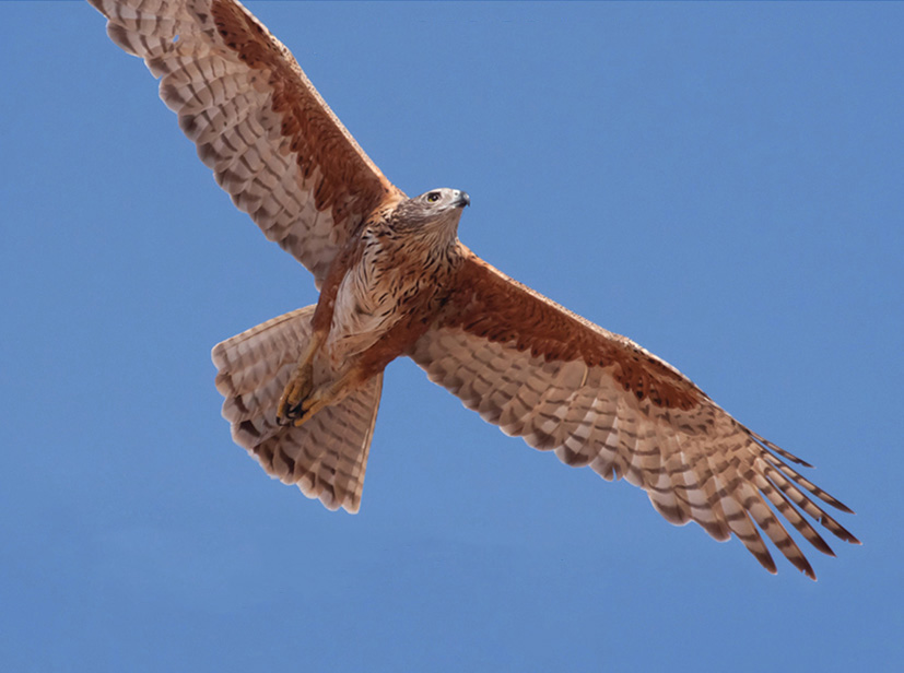 Australian Birds in flight - Land for Wildlife